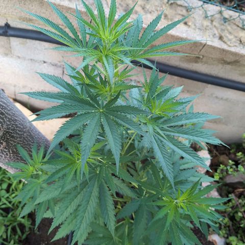 Medical Mass #2 growlog timeline photo