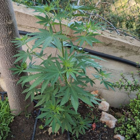 Medical Mass #2 growlog timeline photo