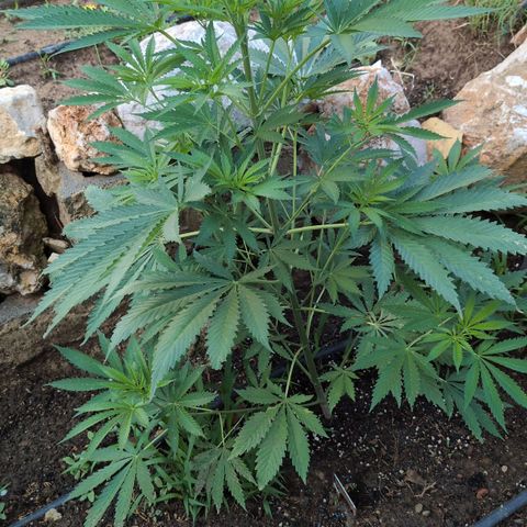 O.G. Kush #1 growlog timeline photo