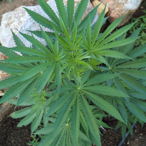 O.G. Kush #1 growlog timeline photo