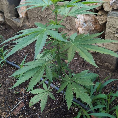 Special Queen growlog timeline photo
