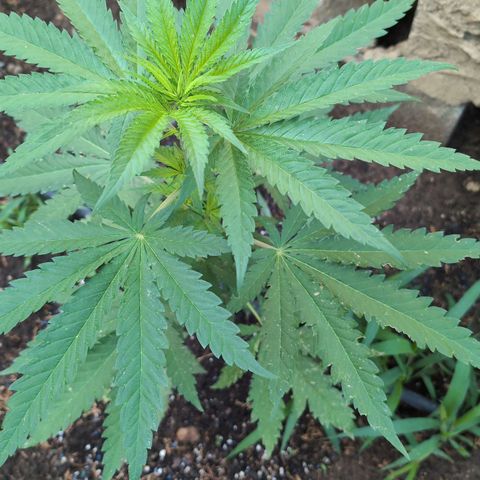 Special Queen growlog timeline photo