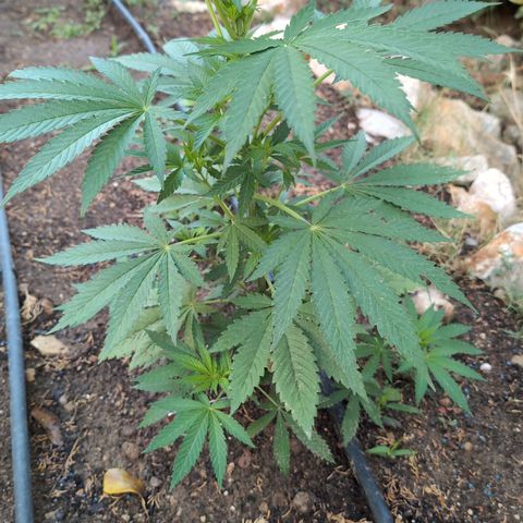 Northern Light #2 growlog timeline photo