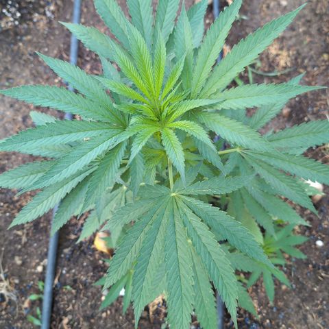 Northern Light #2 growlog timeline photo