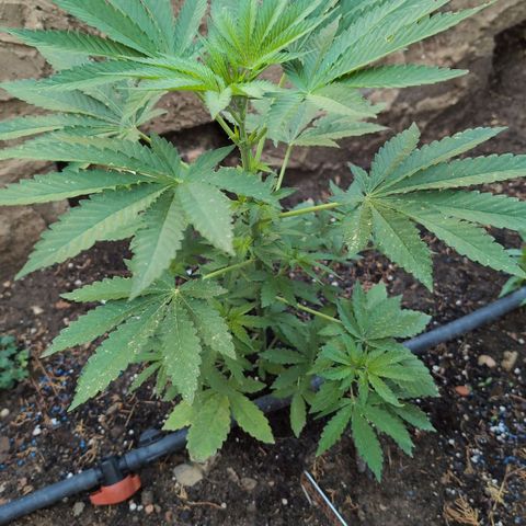 Northern Light #1 growlog timeline photo