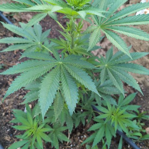 O.G. Kush #2 growlog timeline photo