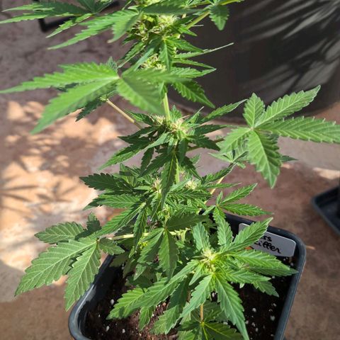 Stress Killer Automatic #2 growlog timeline photo