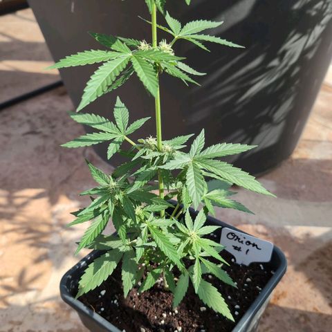 Orion #1 growlog timeline photo