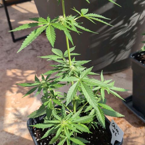 Orion #2 growlog timeline photo