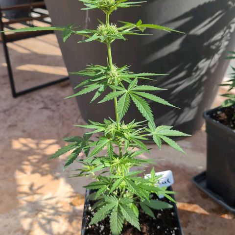 Sweet Skunk Automatic growlog timeline photo