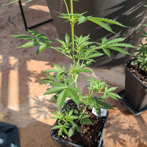 Diesel Automatic growlog timeline photo