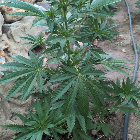 O.G. Kush #2 growlog timeline photo