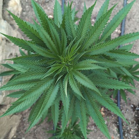O.G. Kush #2 growlog timeline photo
