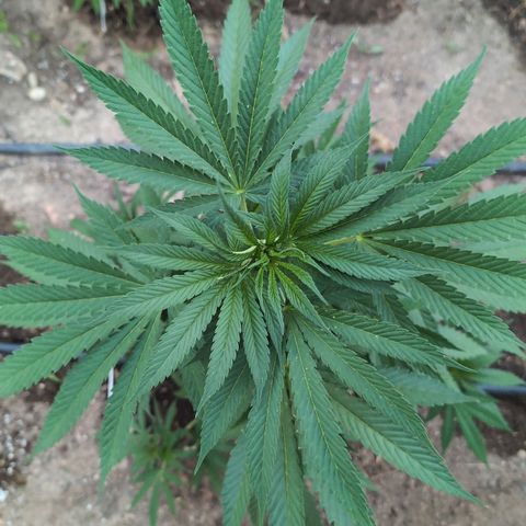 Northern Light #2 growlog timeline photo