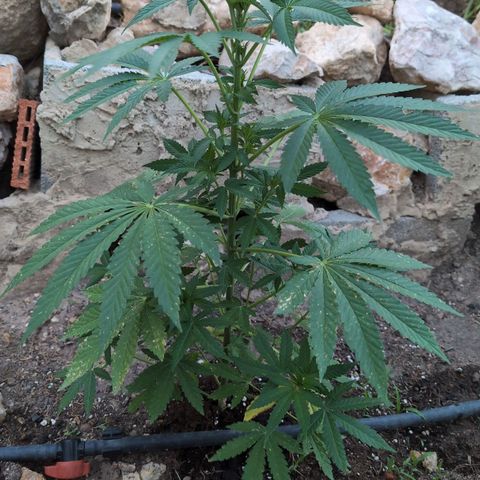 Northern Light #1 growlog timeline photo