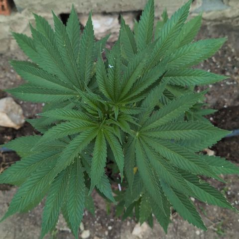 Northern Light #1 growlog timeline photo