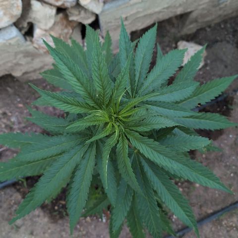 Special Queen growlog timeline photo