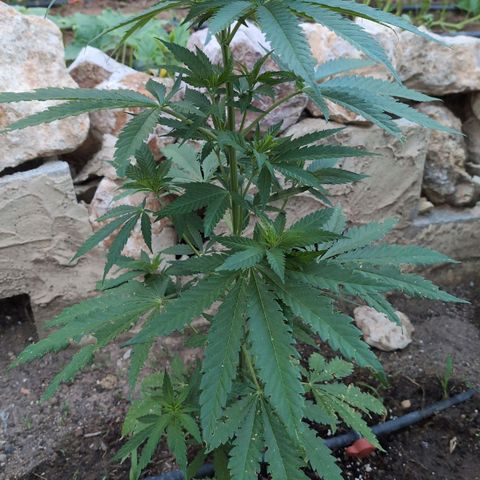 Special Queen growlog timeline photo