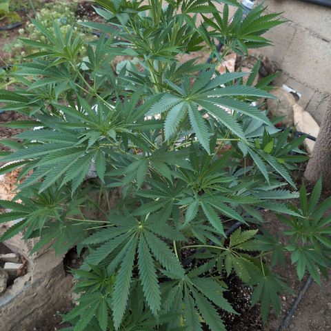 O.G. Kush #1 growlog timeline photo