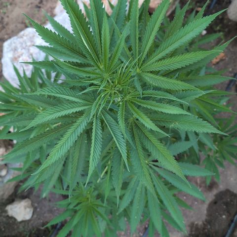 O.G. Kush #1 growlog timeline photo