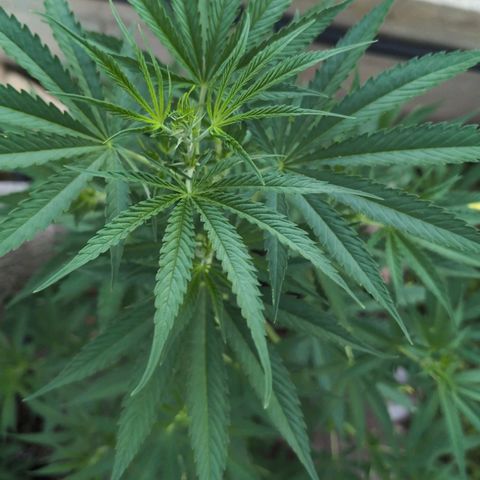 Medical Mass #2 growlog timeline photo