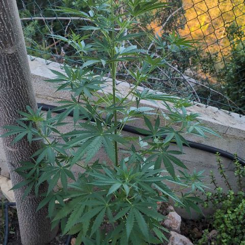 Medical Mass #2 growlog timeline photo