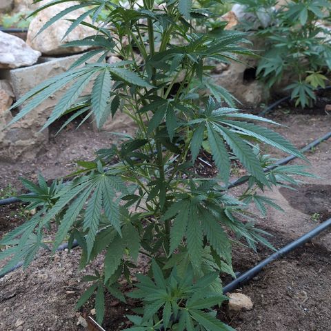 Northern Light #2 growlog timeline photo
