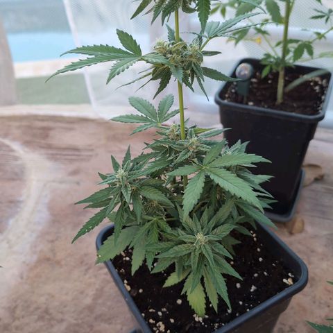 Orion #1 growlog timeline photo