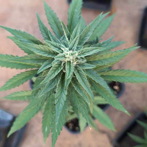 Orion #1 growlog timeline photo