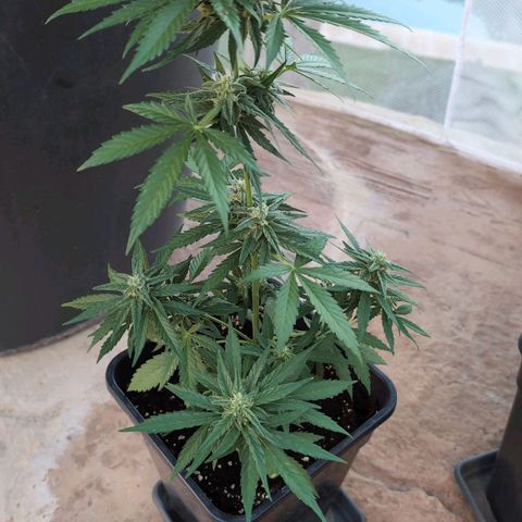 Orion #2 growlog timeline photo