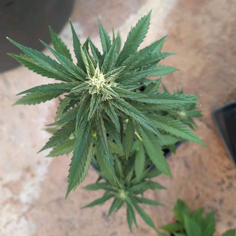 Orion #2 growlog timeline photo