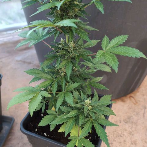 Stress Killer Automatic #2 growlog timeline photo