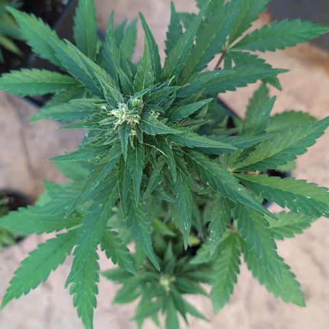 Stress Killer Automatic #2 growlog timeline photo