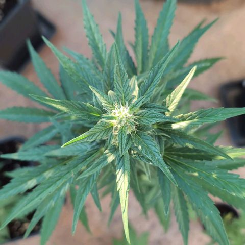 Sweet Skunk Automatic growlog timeline photo