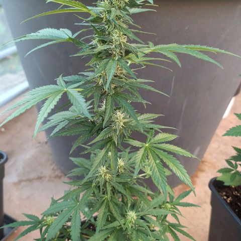 Sweet Skunk Automatic growlog timeline photo