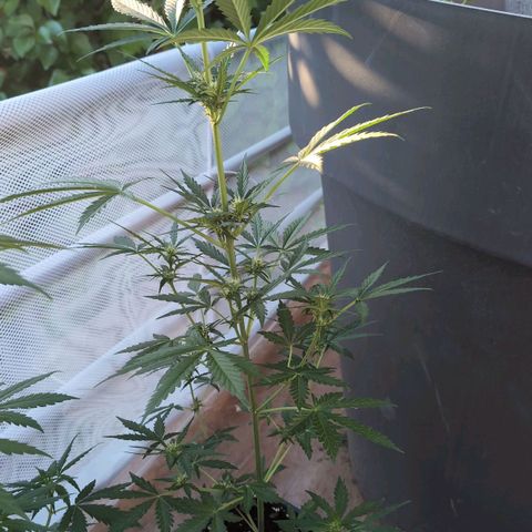 Diesel Automatic growlog timeline photo