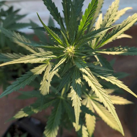 Diesel Automatic growlog timeline photo