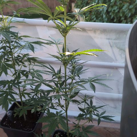 Diesel Automatic growlog timeline photo