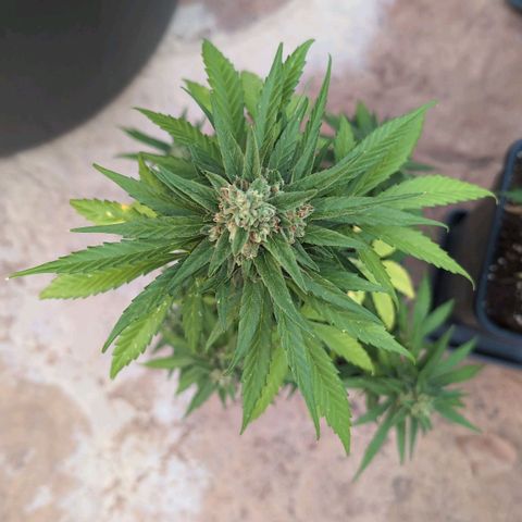 Orion #2 growlog timeline photo