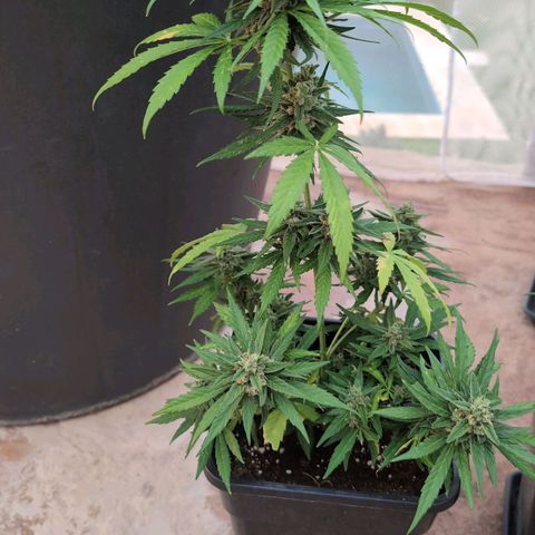 Orion #2 growlog timeline photo