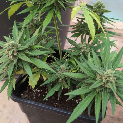Orion #2 growlog timeline photo