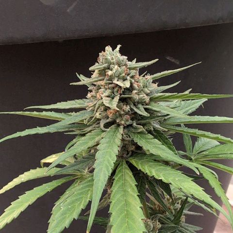 Orion #2 growlog timeline photo