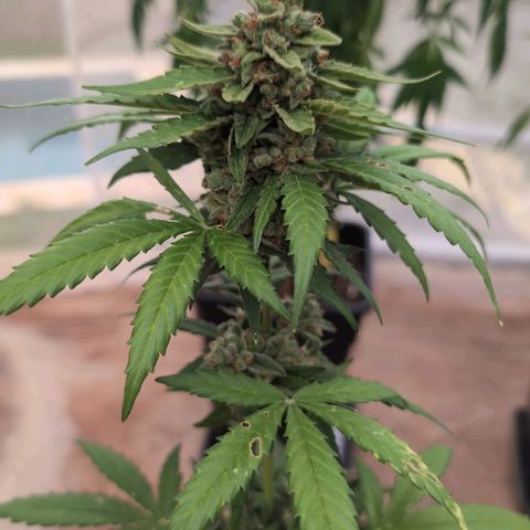 Orion #1 growlog timeline photo