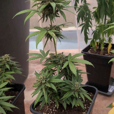 Orion #1 growlog timeline photo