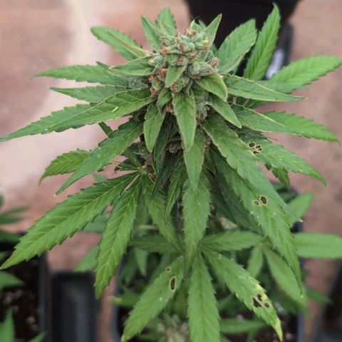 Orion #1 growlog timeline photo