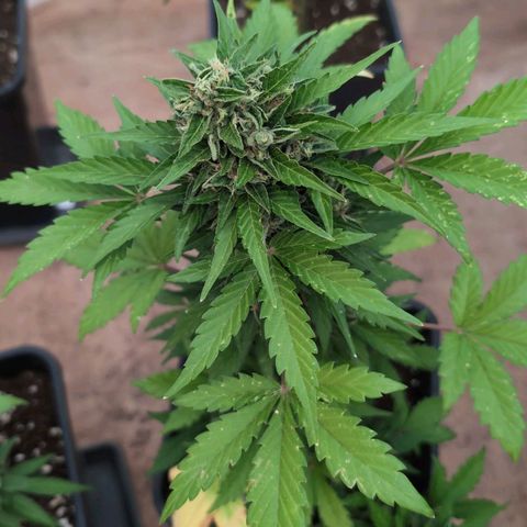 Stress Killer Automatic #2 growlog timeline photo