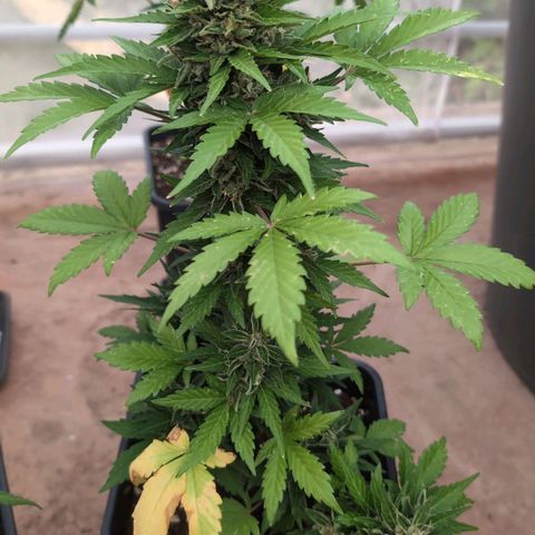 Stress Killer Automatic #2 growlog timeline photo