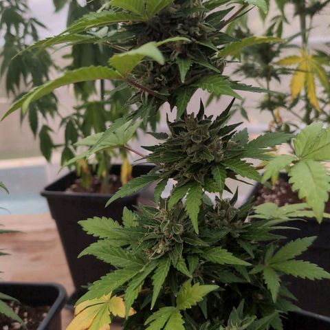 Stress Killer Automatic #2 growlog timeline photo