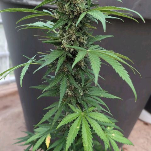 Sweet Skunk Automatic growlog timeline photo