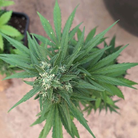 Sweet Skunk Automatic growlog timeline photo
